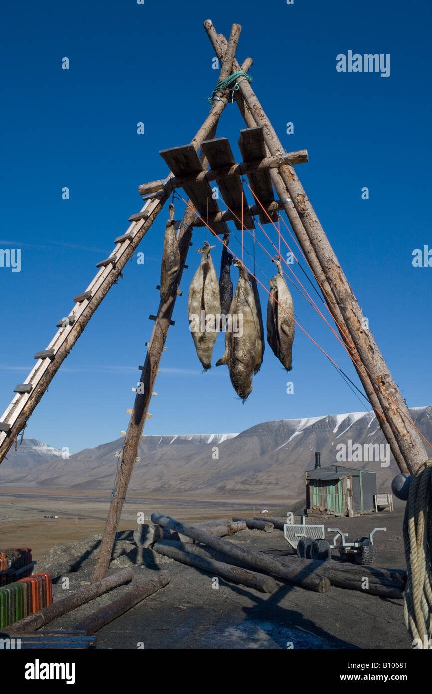 Caza de focas fotografías e imágenes de alta resolución Alamy