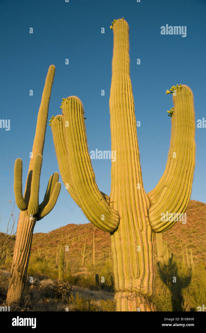 Cacto Saguaro (Carnegiea gigantea) al atardecer, el Parque Nacional de Saguaro, área de Tucson, Arizona, EE.UU. Foto de stock