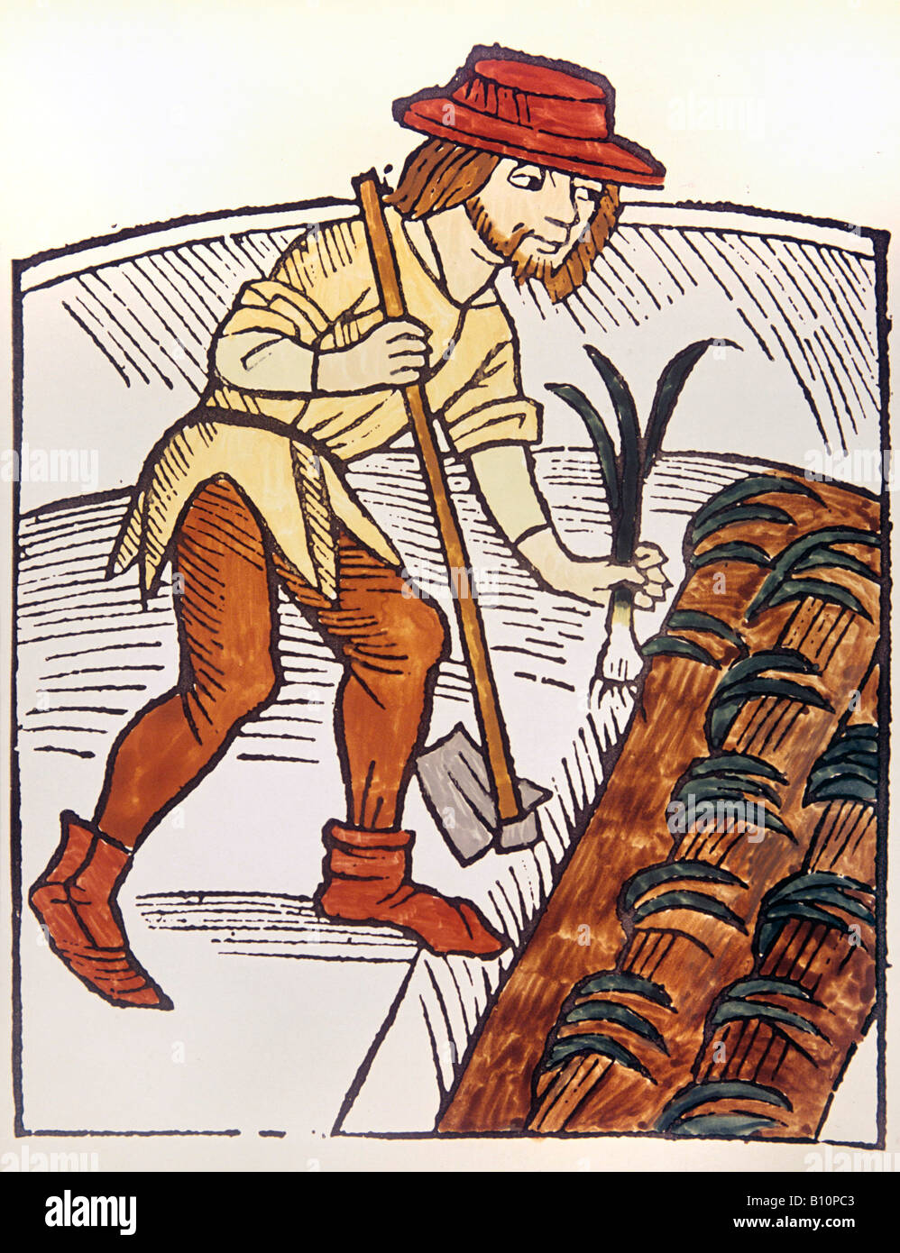 Plantar puerros woodcu del siglo 15. Período Medieval. Foto de stock