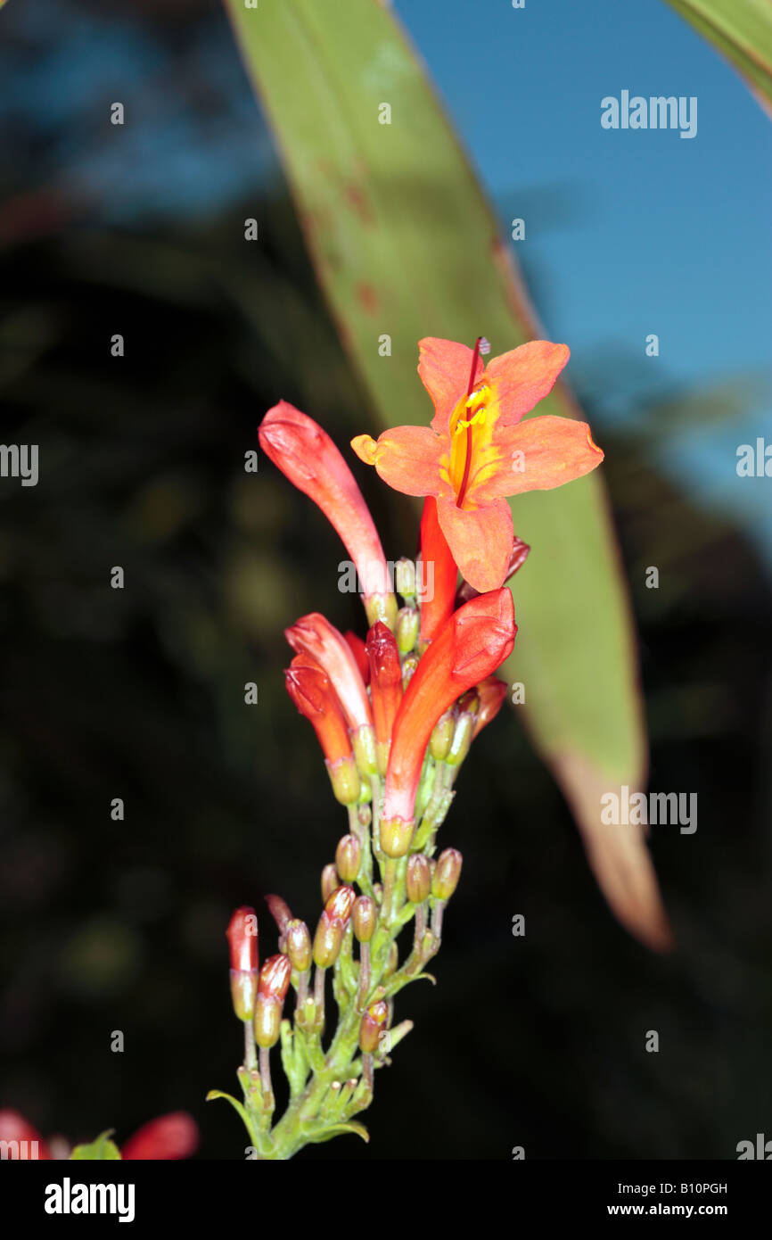 Cape Honeysuckle-Tecoma capensis-familia Bignoniaceae Foto de stock