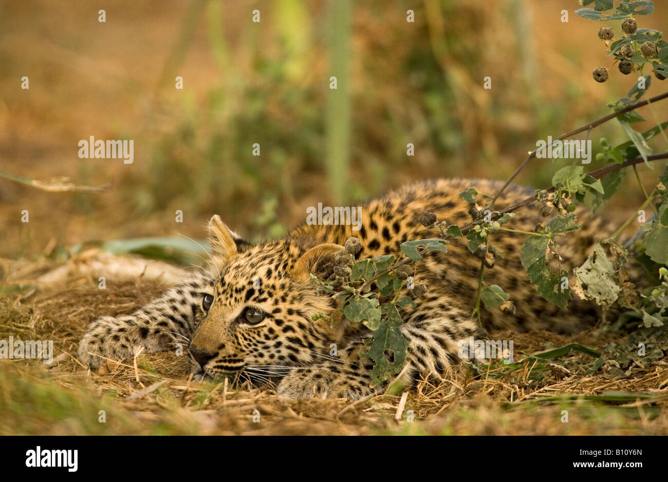 Closeup lindo bebé Leopard cub jugando en cuclillas observando atentamente listo para saltar por green bush enfrentan en la luz del sol hermosa luz de fondo suave Foto de stock