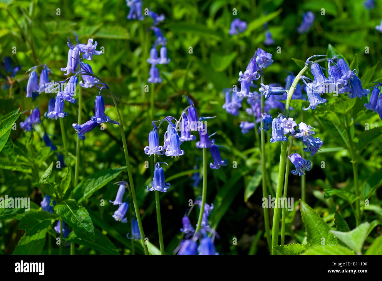 Flor de campanilla fotografías e imágenes de alta resolución - Alamy Flor de campanilla fotografías e imágenes de alta resolución - Alamy