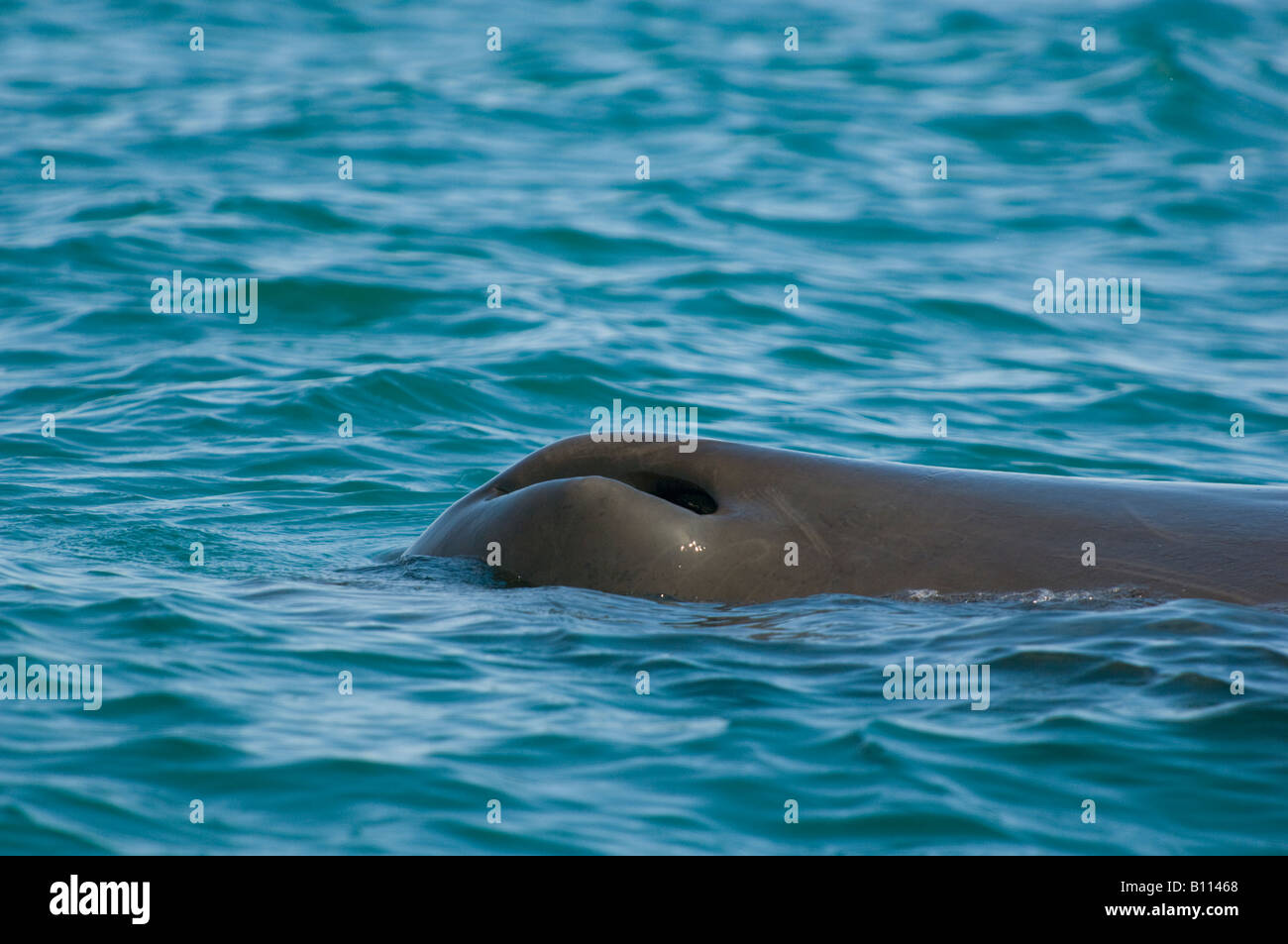 Cachalote (Physeter macrocephalus) lado izquierdo blowhole, Mar de Cortez, en Baja California, México Foto de stock