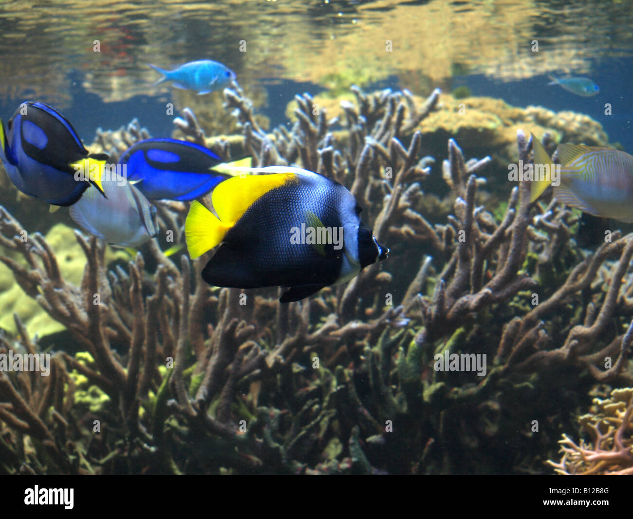 La vida submarina coloridos peces tropicales Foto de stock