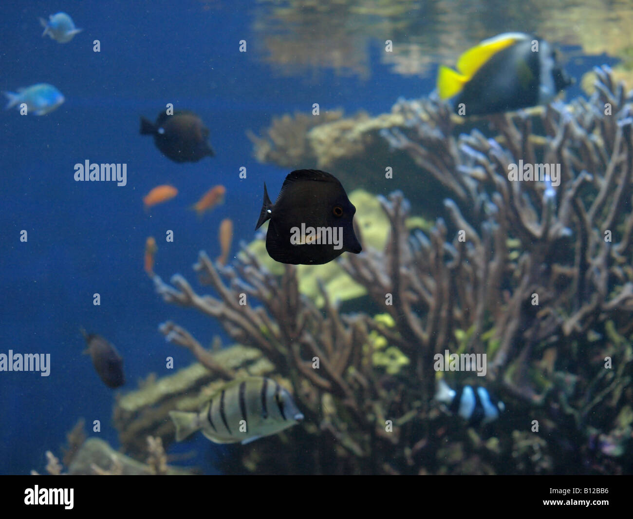 La vida submarina coloridos peces tropicales Foto de stock