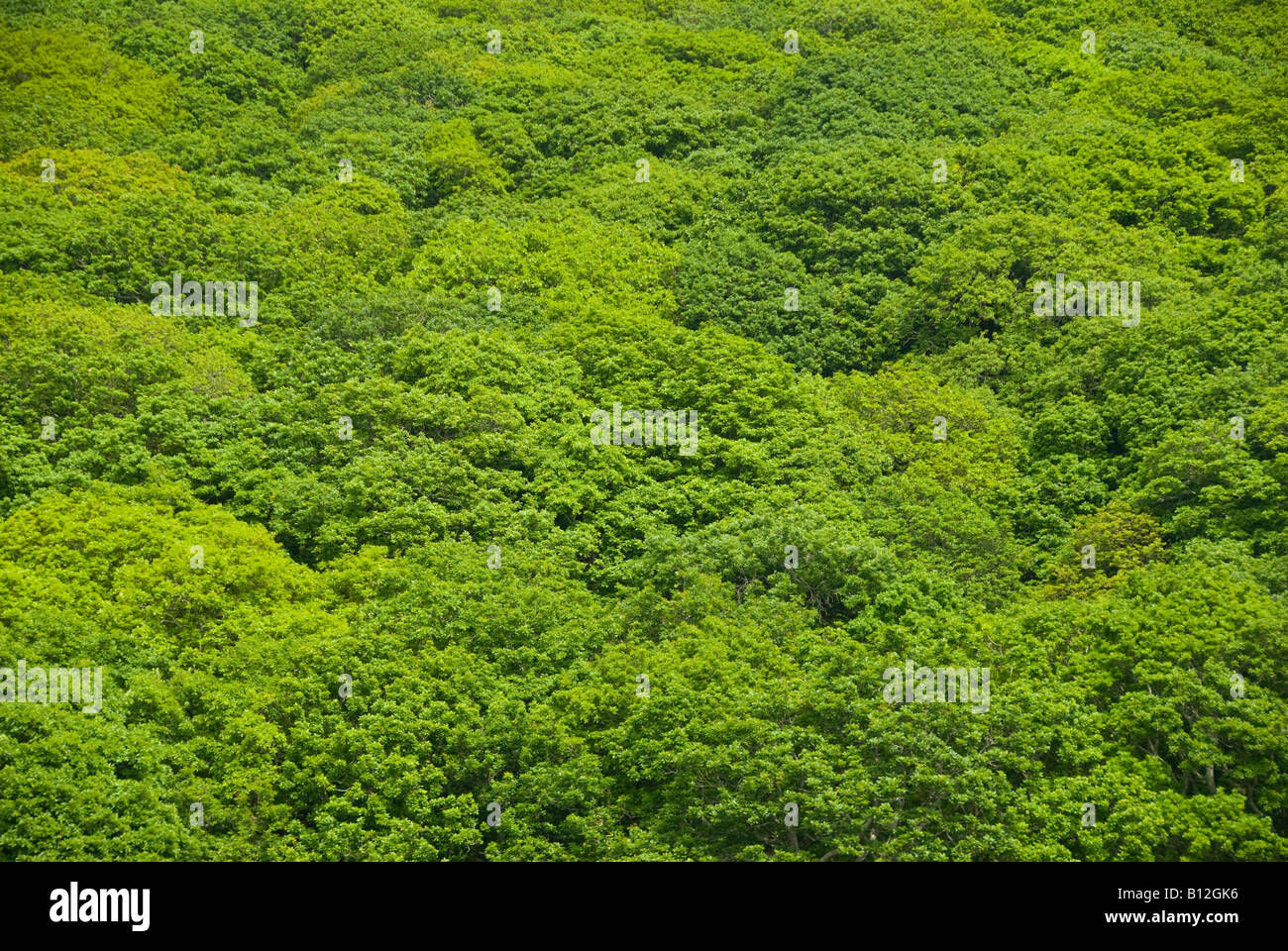 Árbol verde dosel de árboles de roble en Gran Bretaña Foto de stock