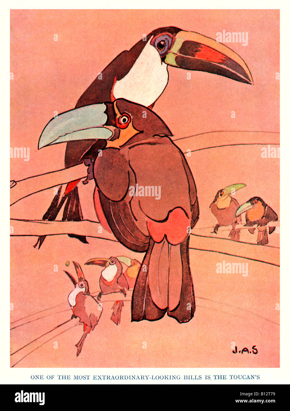 Tucán 1920 ilustración del loro con el extraordinario buscando bill Foto de stock