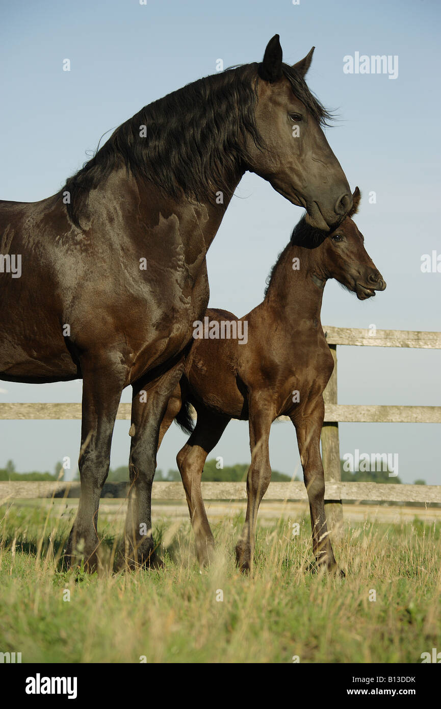 El frisón caballos - mare con potro Foto de stock