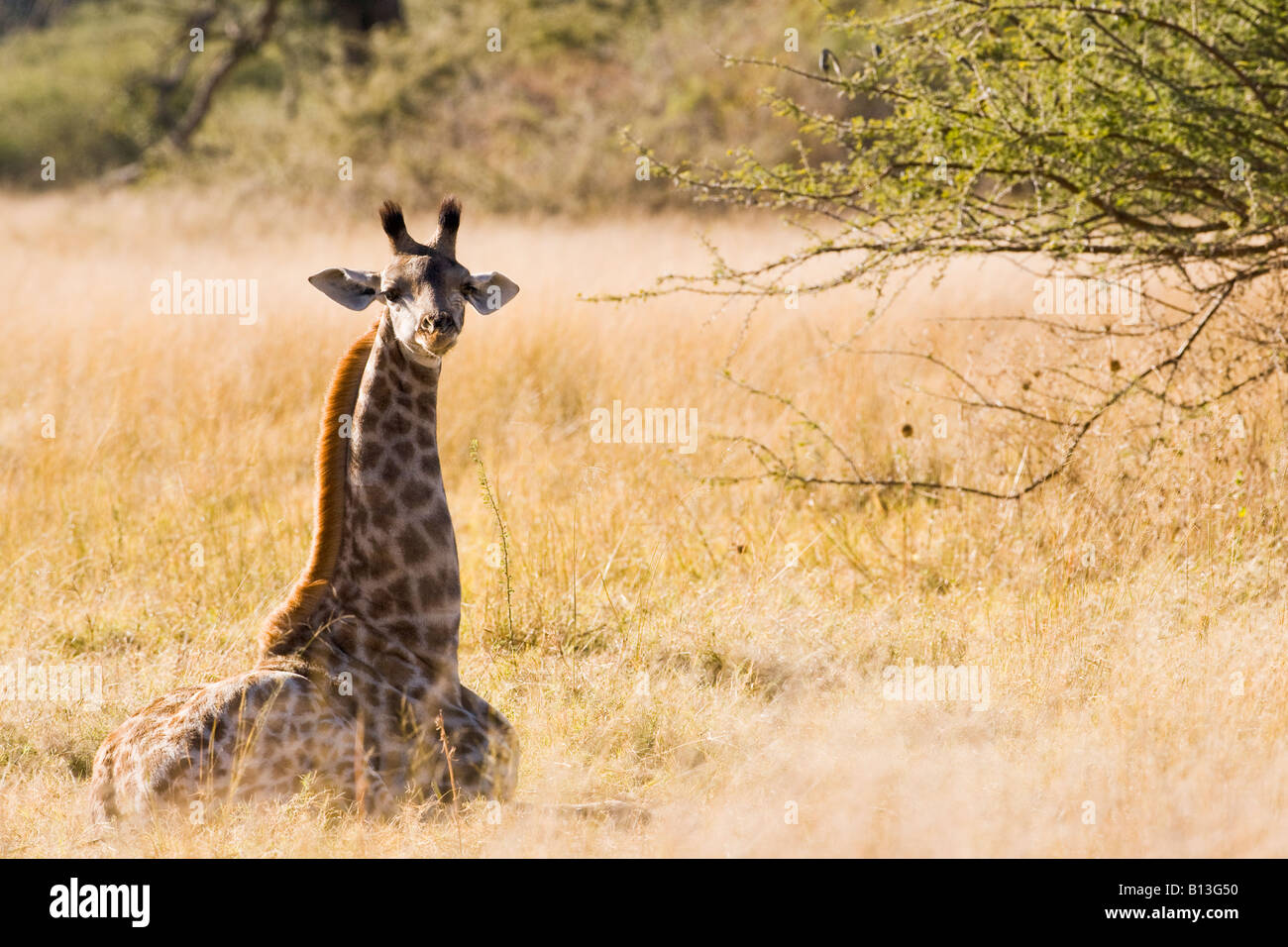 Retrato de bebé jirafa, Giraffidae, sentado en un campo de hierba solo busca personas inocentes y vulnerables en la reserva de animales Moremi Okavango Delta Africa Foto de stock