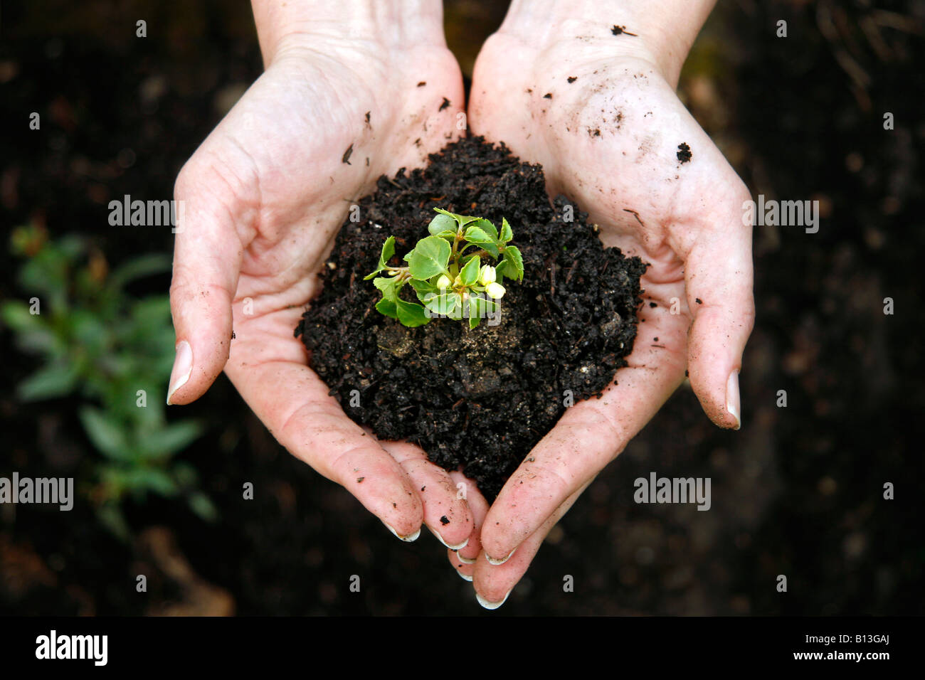 Hembra ahuecados manos sosteniendo el suelo con la planta pequeña Foto de stock