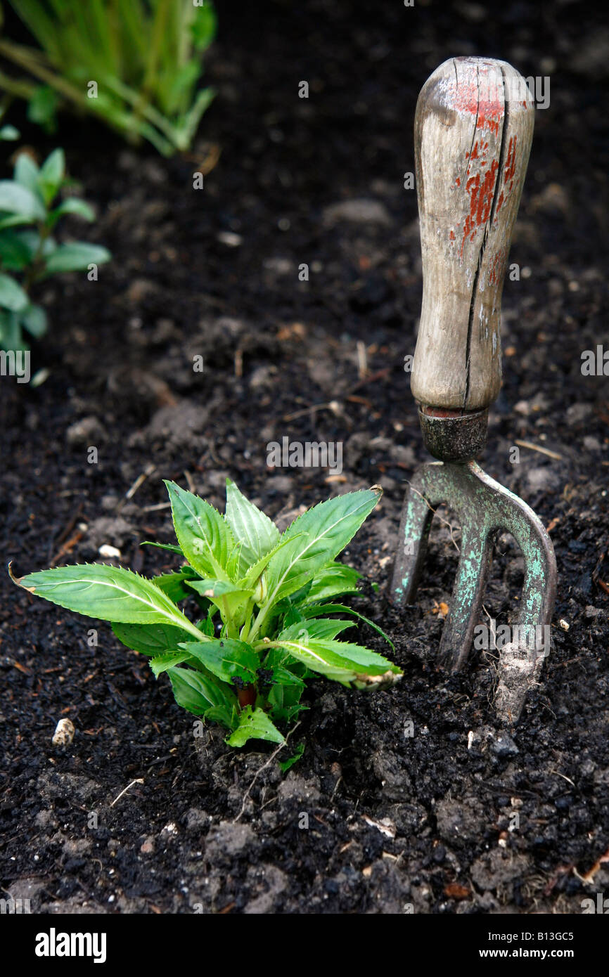 Suelo con cama de flores flores recién plantados y la horquilla Foto de stock