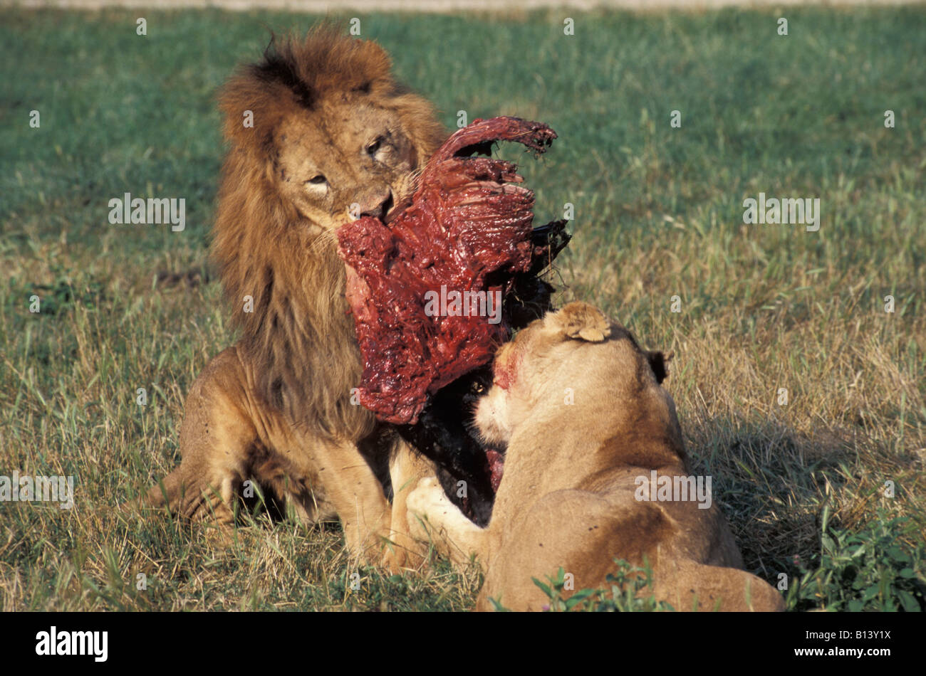 Que comen los leones fotografías e imágenes de alta resolución - Alamy