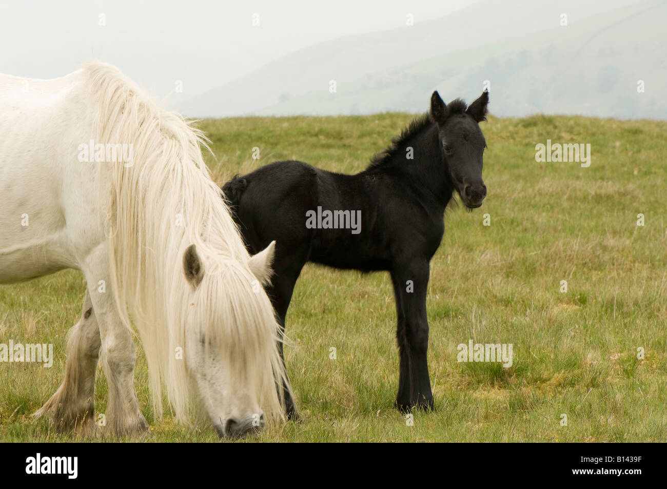 White Pony cayó con un potro negro cochinillo en páramos Ravenstonedale Cumbria Foto de stock