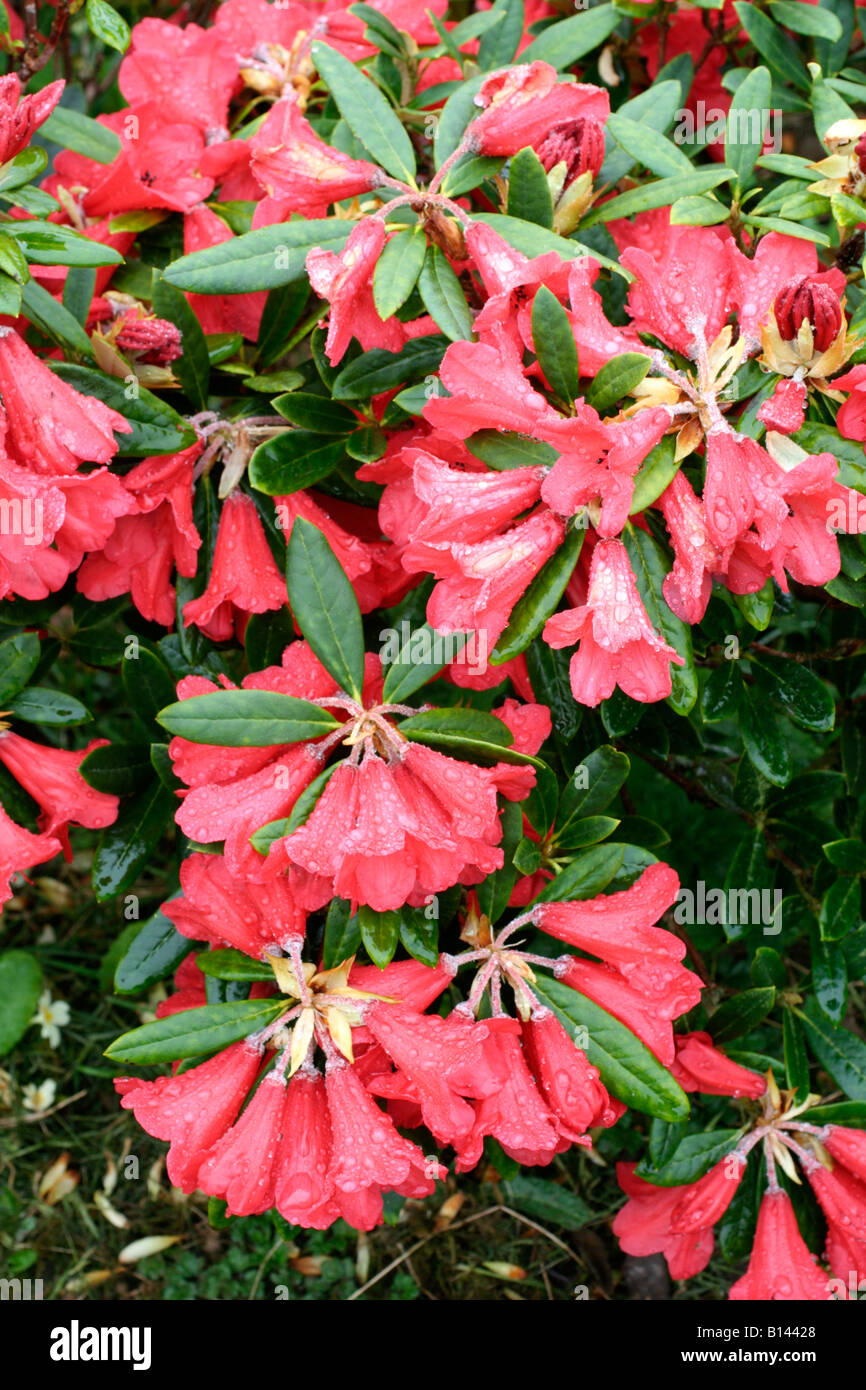 RHODODENDRON MAY DAY Foto de stock