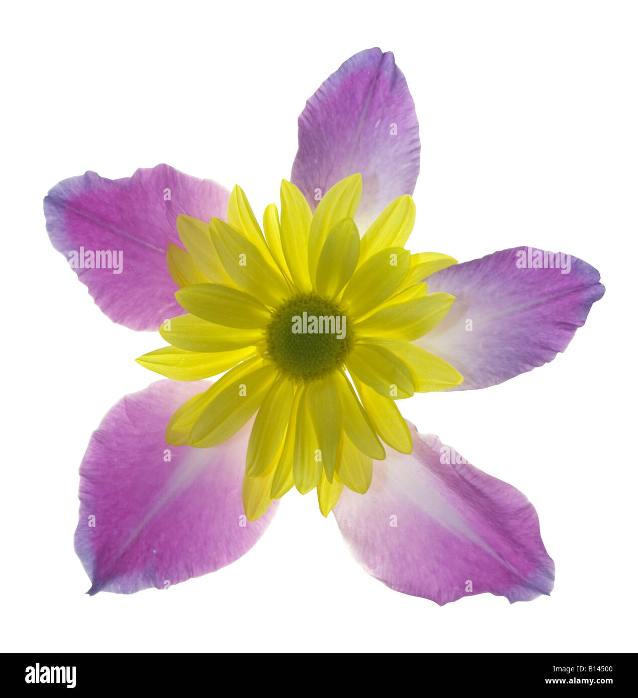 Los pétalos y gladiola púrpura a amarillo daisy se juntan para formar una nueva flor. Foto de stock