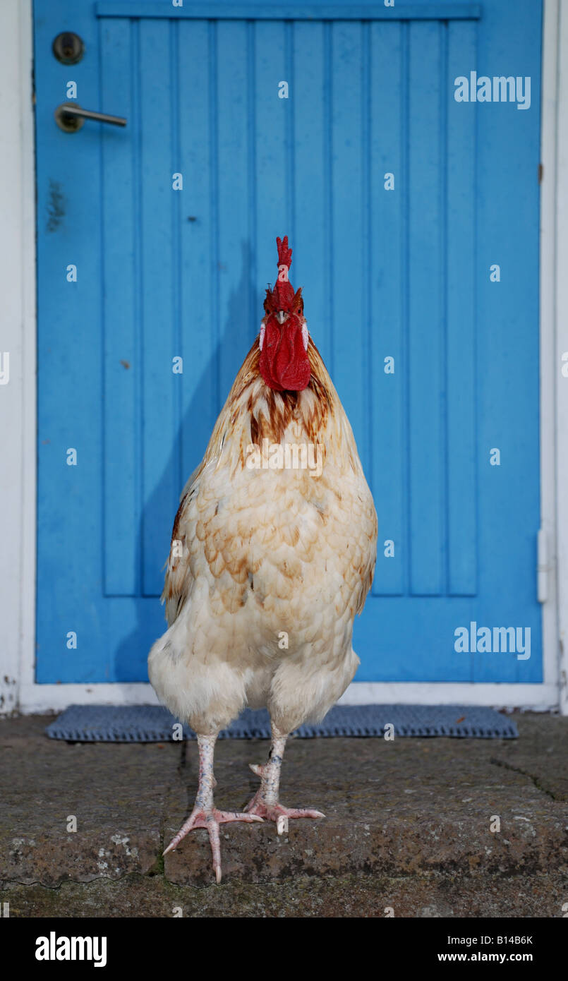 Orgulloso gallo delante de una puerta azul Foto de stock