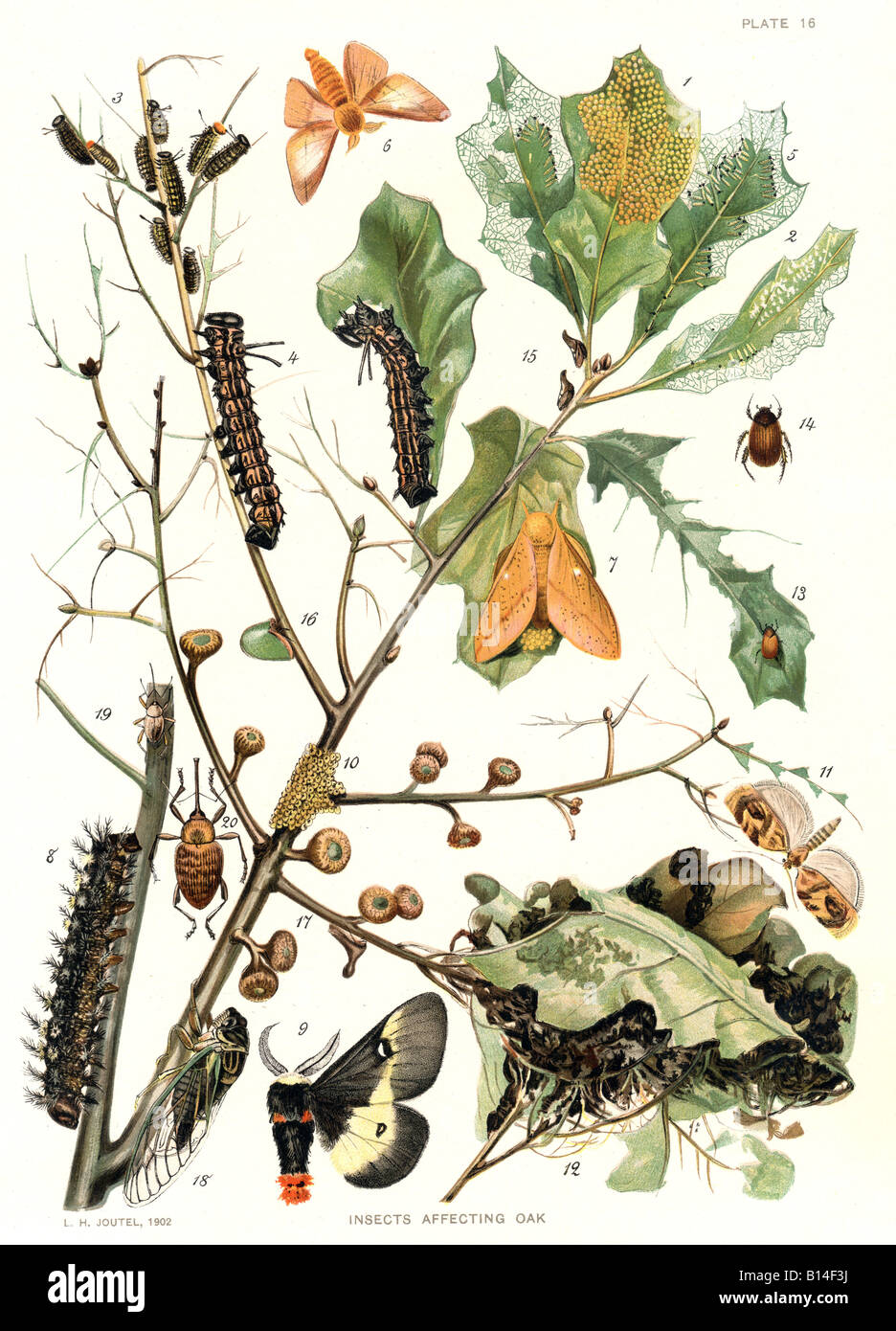 Ilustración mostrando antiguos insectos que afectan el roble Foto de stock