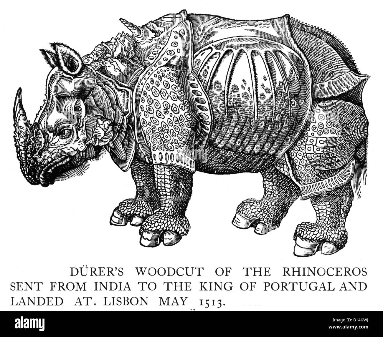 Rinoceronte animal Imágenes de stock en blanco y negro - Alamy