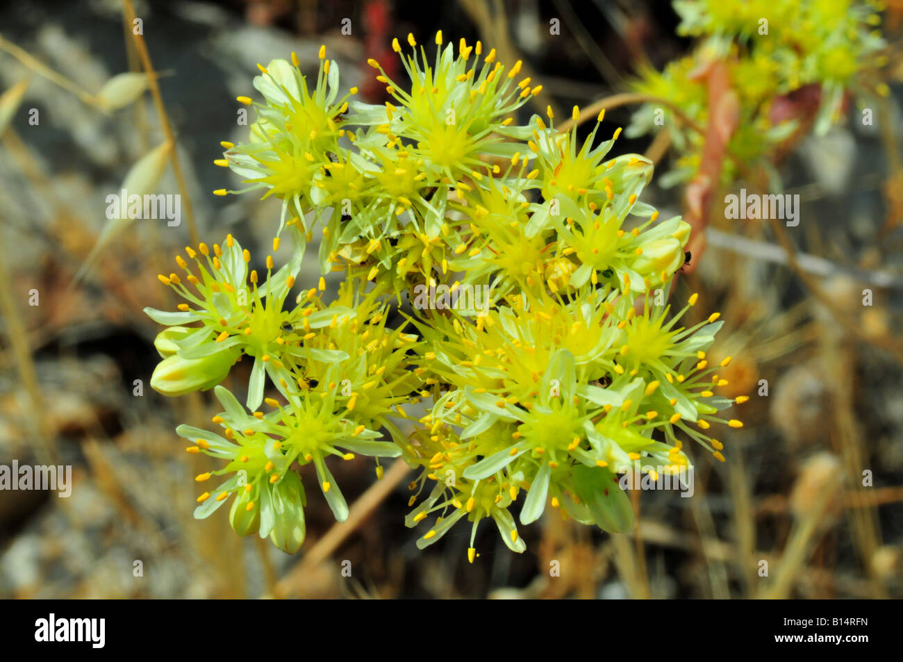 Imagen de Sedum Sediforme Foto de stock