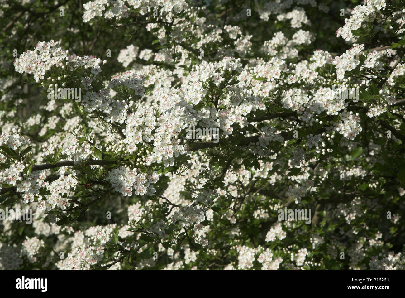 Flor de espino común, Crataegus monogyna, cerrar Foto de stock