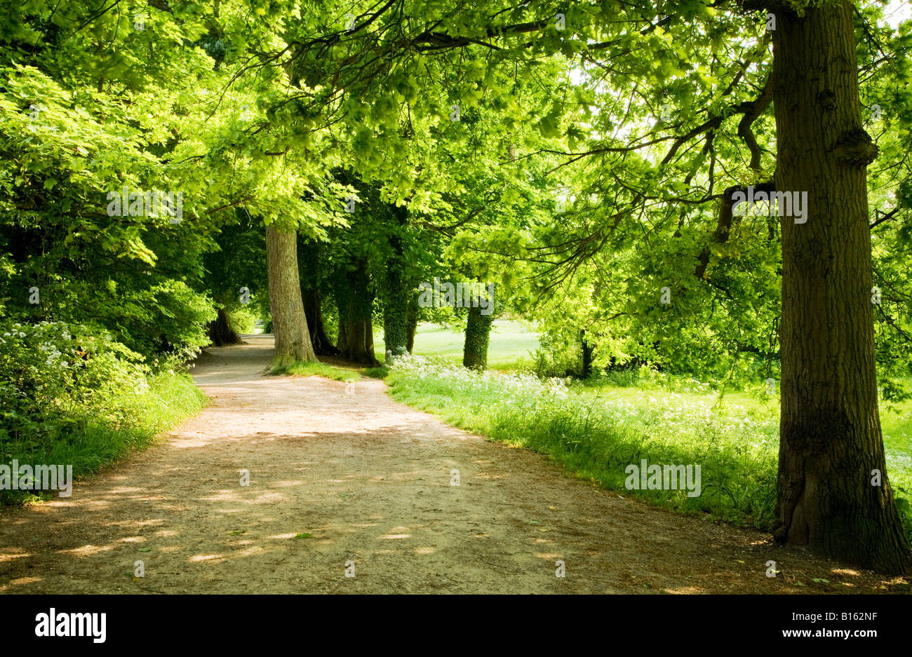 Sendero con tonos sun el liderazgo a través de verdes árboles en verano Coate Water Country Park, cerca de Swindon, Wiltshire, Inglaterra, Reino Unido. Foto de stock