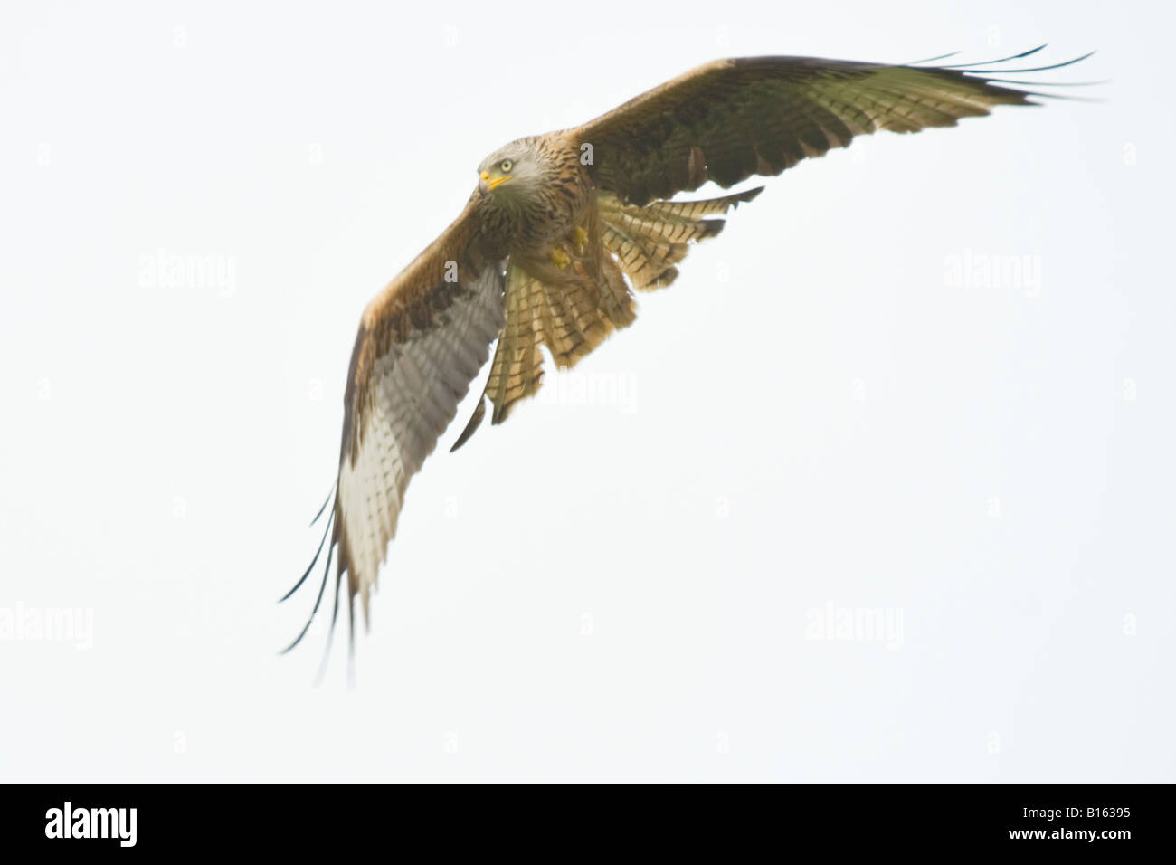 Red Kite Milvus milvus Foto de stock