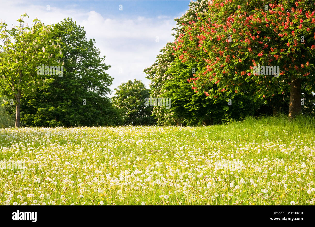 Los árboles con rojo y blanco de primavera florecen de pie en un prado herboso de jaramago cabezas de semillas y ranúnculos en Wiltshire, Inglaterra Foto de stock