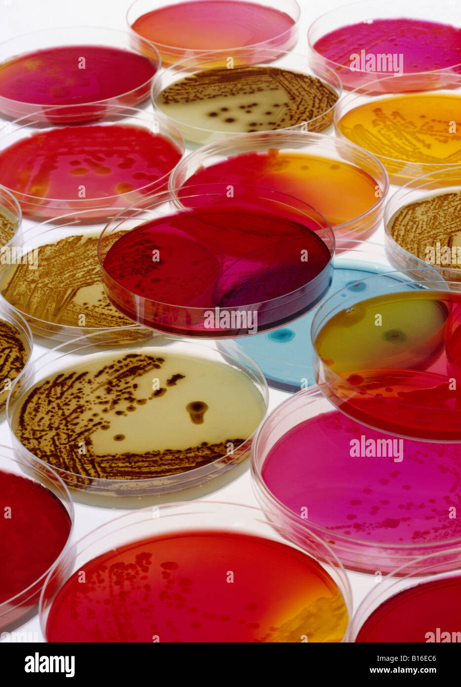 Placas de Petri con bacterias Foto de stock