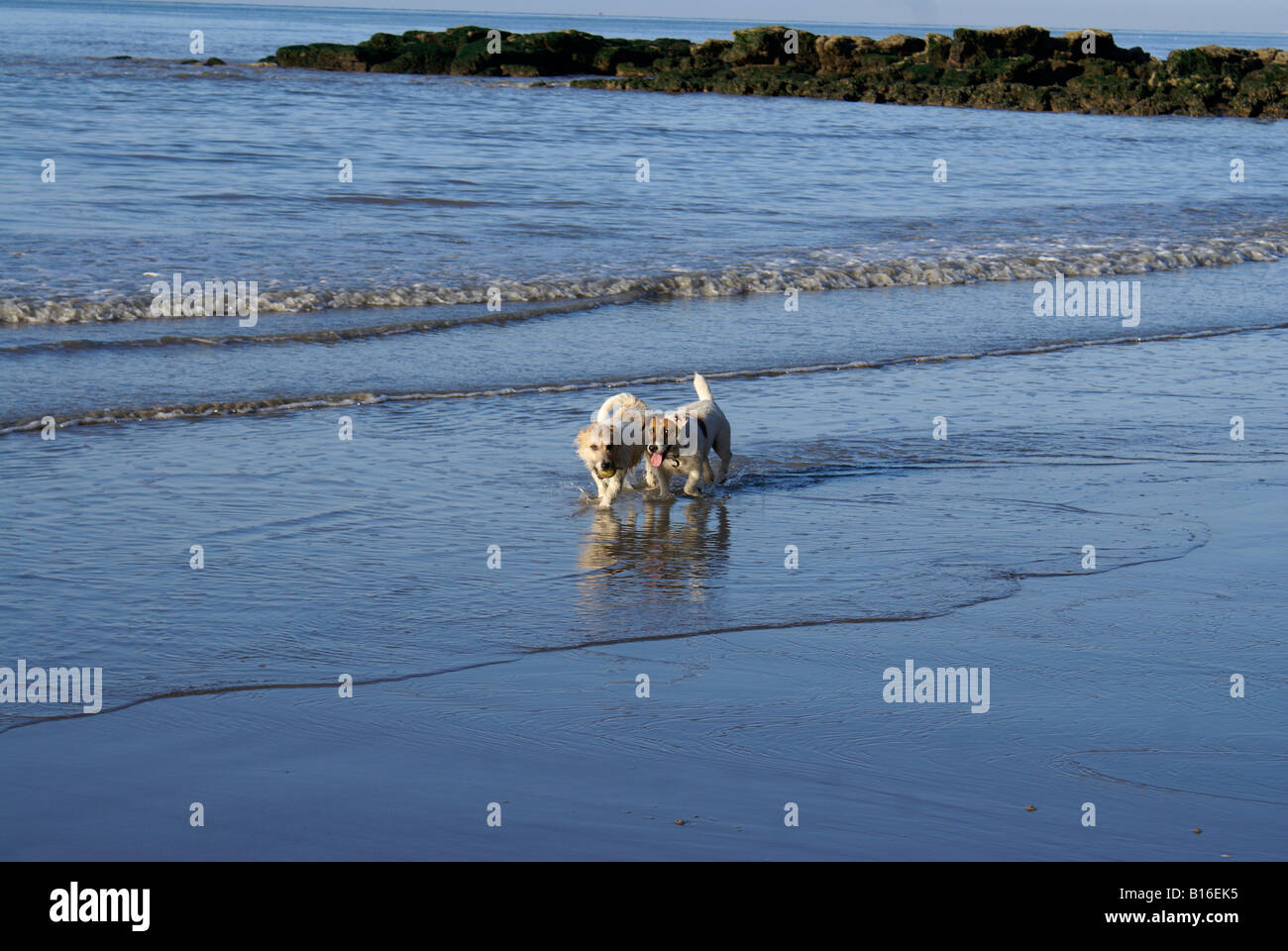 Jack-Russells jugando en la playa de arena Foto de stock