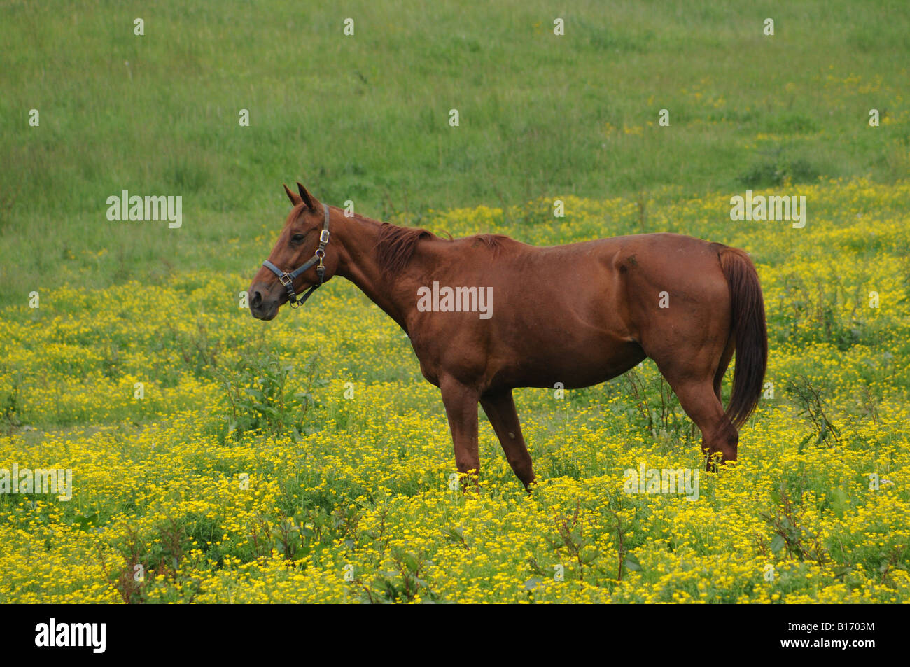 Bronceado permanente de caballos en el campo de flores amarillas Foto de stock