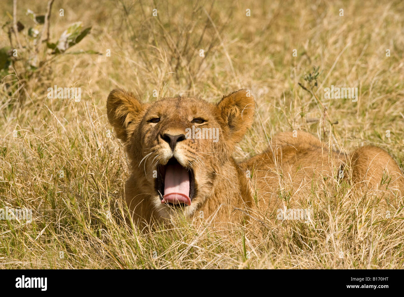 Closeup lindo gracioso cachorro de león bostezando boca abierta amplia lengua fuera tumbado en el cálido sol en pasto abierto hacia ver contacto ocular Okavango Botswana África Foto de stock