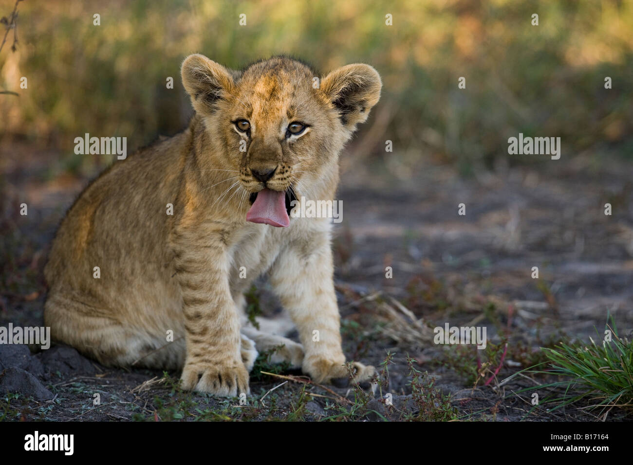 Closeup gracioso bebé de ojos brillantes cachorro de león pegando su lengua fuera cara en cálido sol, hábitat natural Moremi Delta del Okavango Botswana Foto de stock
