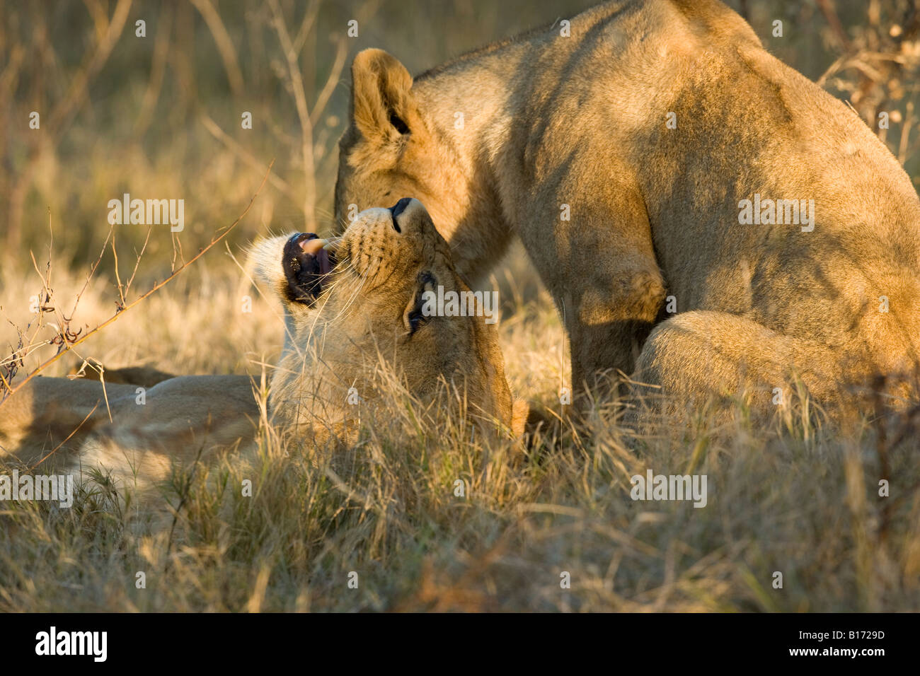 Close-up Ver perfil expresivo gruñendo madre recostada sobre León regaño atrás hablando con bebé león sentado con la cabeza hacia abajo cerca de su boca abierta Botswana Foto de stock