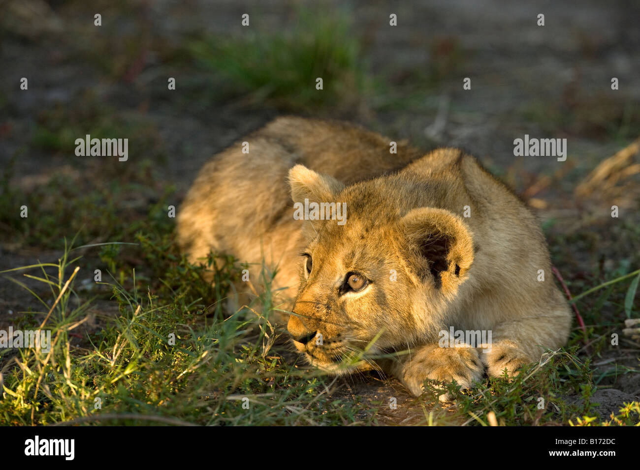 Closeup wild bebé cachorro de león, lindo y juguetón alerta inocente rostro iluminado por el sol tumbado en la hierba paws juntos listos para abalanzarse Moremi Delta del Okavango Botswana Foto de stock