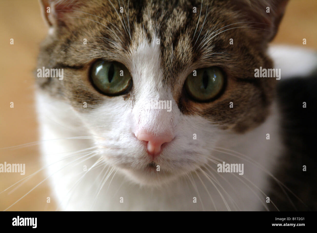 Cerrar Foto de bastante buena pinta cara de gato Fotografía de stock - Alamy