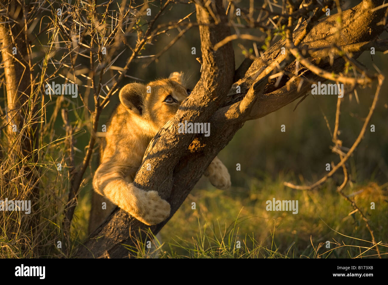Cachorro de león, Panthera leo, lindo bebé travieso jugando en Acacia en el Delta del Okavango, Botswana Foto de stock