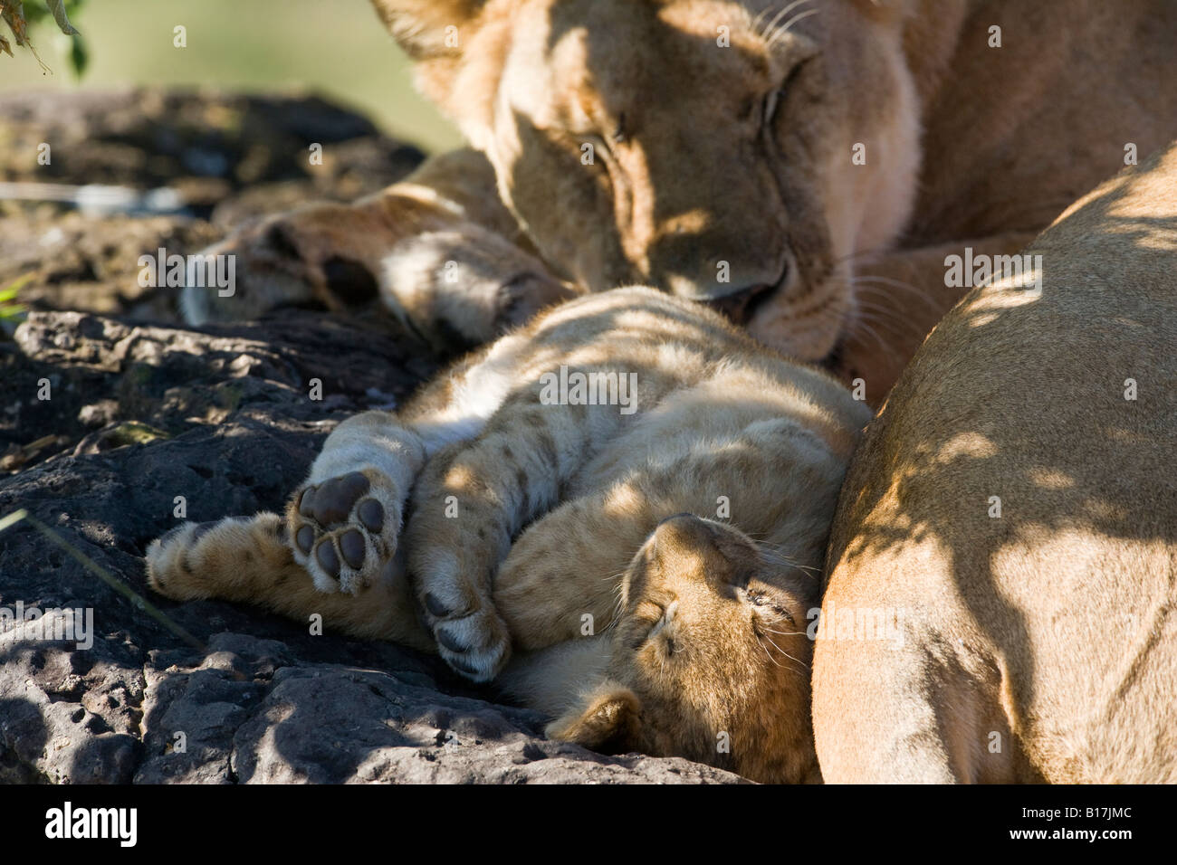 Paisaje cerca de la madre y el bebé pequeño león, cub durmiendo en patas traseras envueltos juntos tocando mum sol de cara Panthera leo Maasai Mara Kenya Foto de stock