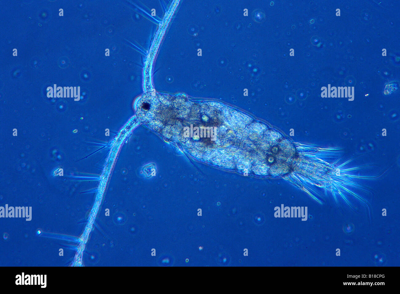 De copépodos planctónicos bajo microscopio óptico Copepoda Foto de stock