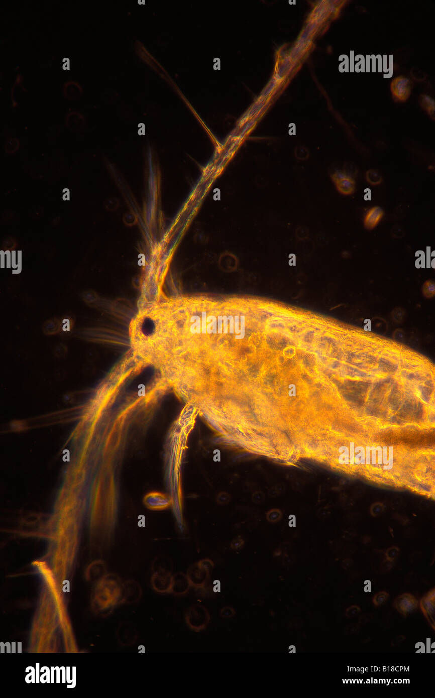 De copépodos planctónicos bajo microscopio óptico Copepoda Foto de stock