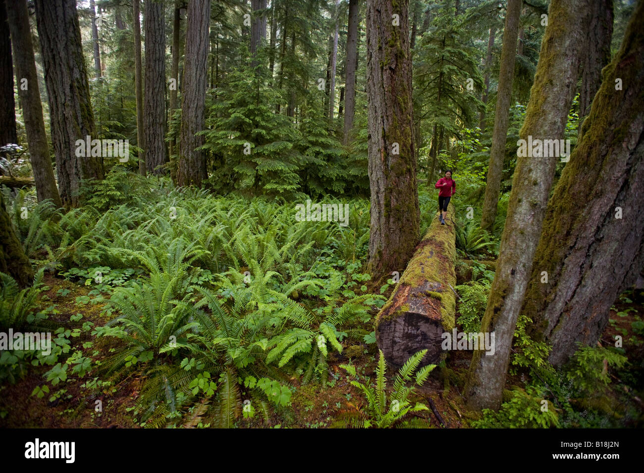 Una hembra joven trail running entre cedros gigantes en Cathedral Grove, el Parque Provincial de la isla de Vancouver, British Columbia, Canadá Foto de stock