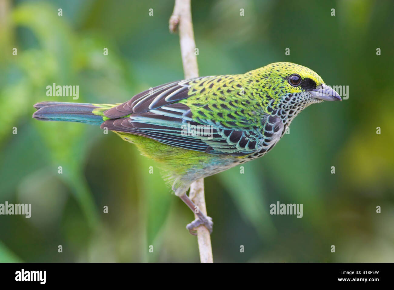 Un moteado (Tangara Tangara guttata) en Costa Rica. Foto de stock
