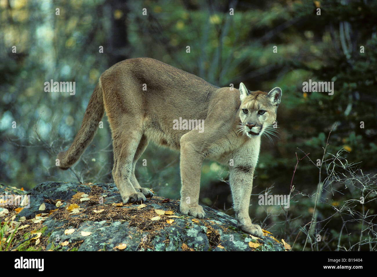 Hembra adulta de puma (Puma concolor), Alberta, Canadá Fotografía de stock  - Alamy