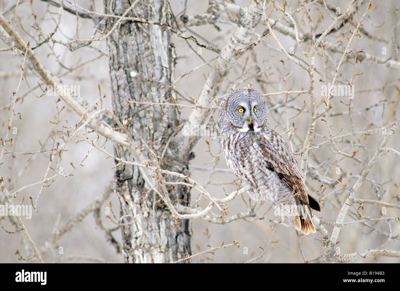 Adultos críptico gran búho gris (Strix nebulosa), en el norte de Saskatchewan, Canadá. Foto de stock