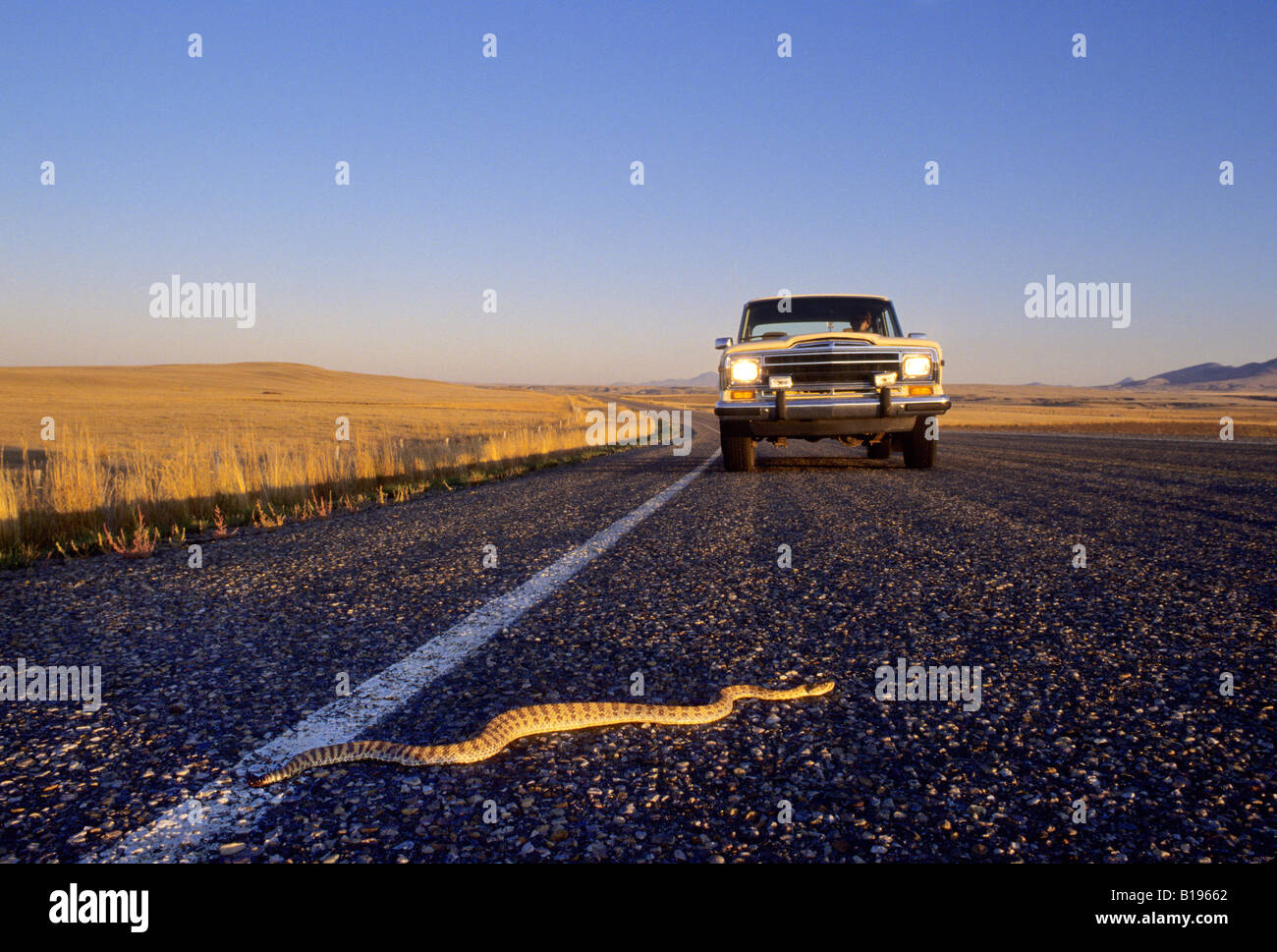 Prairie adultos cascabel (Crotalus viridis) cruzando una carretera donde puede ser matado por el paso de un vehículo, el sur de Alberta, C Foto de stock