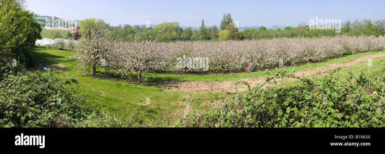 Una vista panorámica de Apple Blossom en el Cotswolds en primavera en granja cerca de fruta Hailes Winchcombe, Gloucestershire Foto de stock