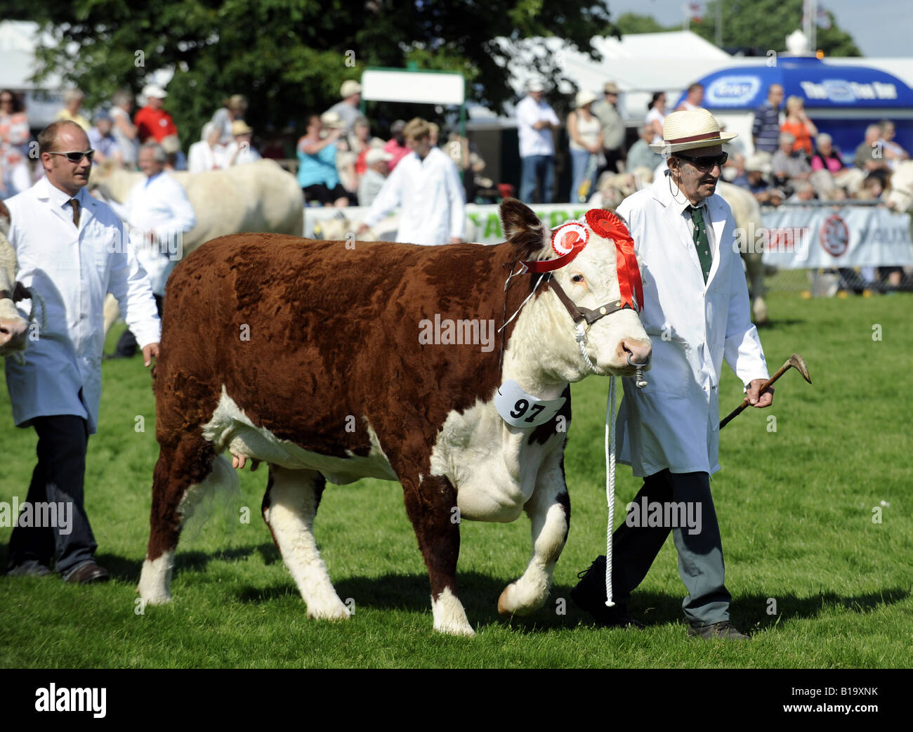 Ganado ganador de premios en desfile en el South of England Show en Ardingly Sussex UK Foto de stock