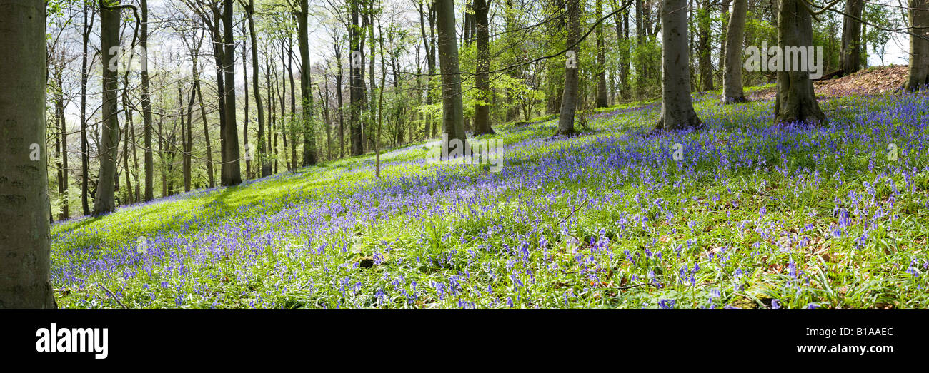 Las campánulas azules en Cotswold beechwood en primavera en Crickley Hill Country Park, Gloucestershire Foto de stock