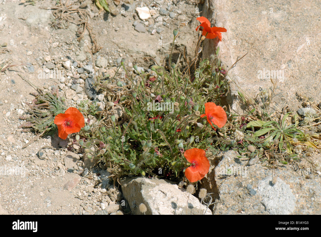 Encabezados largos amapola Papaver dubium en raquíticos planta con flores entre rocas costeras Foto de stock