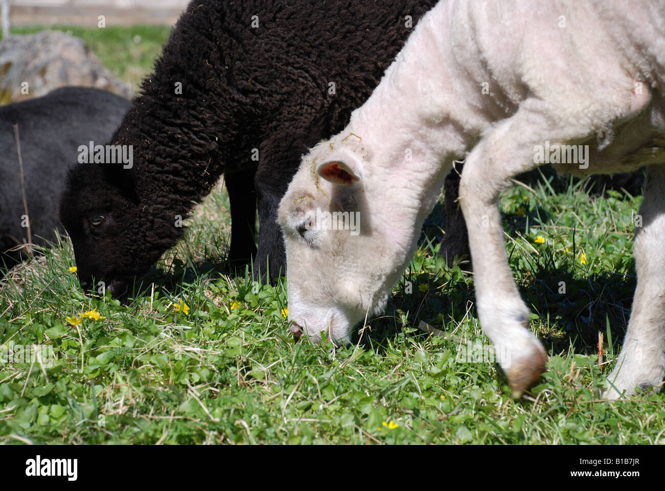 Un blanco y un negro ovejas cordero comiendo hierba Foto de stock