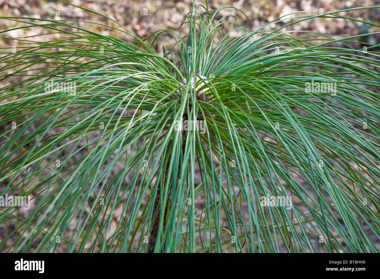 Nueva longleaf pine retoño en Silver River State Park en Florida Foto de stock